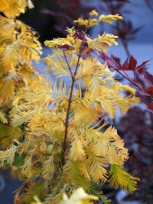Metasequoia glyptostroboides 'Goldrush' 